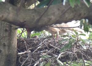 野生下で今季初めて誕生したトキのひな=15日、佐渡市(環境省提供)