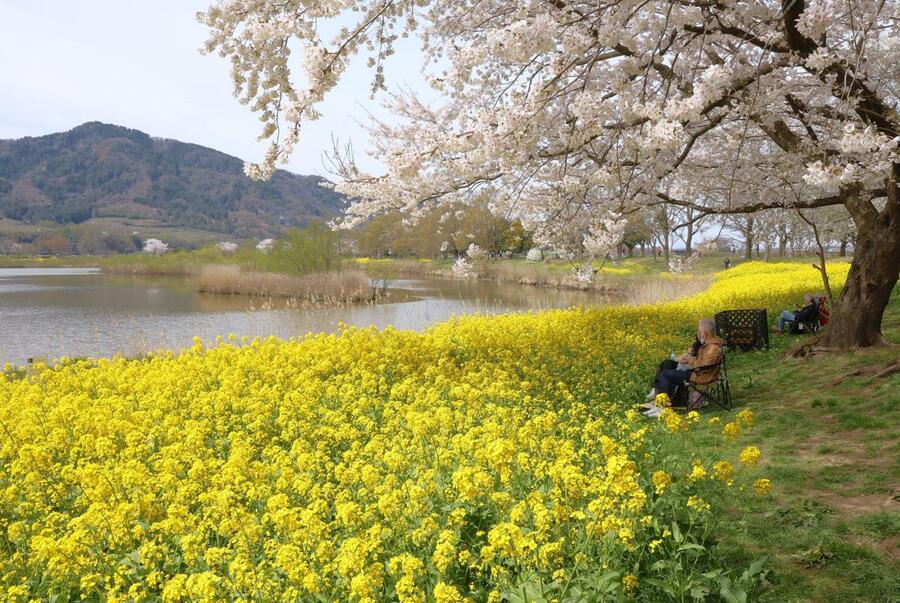 色と香り華やぐ…菜の花×桜で春満開♪新潟市西蒲区・上堰潟公園で見頃
