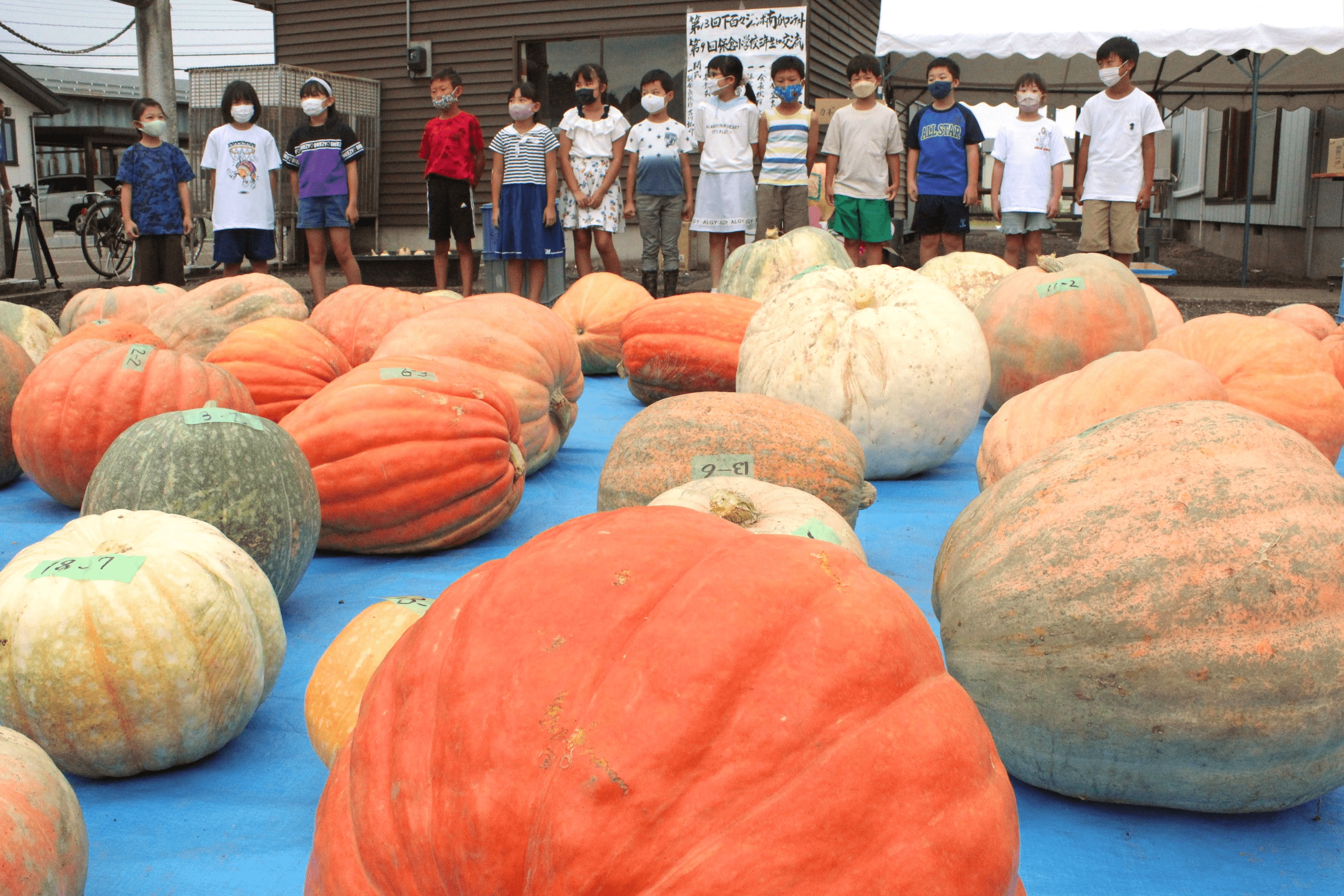巨大カボチャ さぁ何キロ 上越で3年ぶりコンテスト 新潟日報デジタルプラス