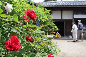 二宮家の満開を迎えた色鮮やかなバラ園=27日、聖籠町蓮野