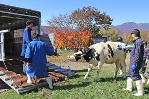 笹ケ峰放牧場で行われた牛の下牧作業=10月25日、妙高市杉野沢