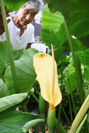 珍しいというサトイモの花を見つめる村山英雄さん=27日、十日町市川治