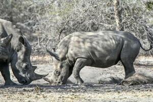 　移送されたサイの子ども「ＩＮＮＯＣＥＮＴ　ＰＲＩＮＣＥＳＳ」（右）。母親は四六時中付き添い、人間が近寄ると危険と判断するのか身をていして守る＝２０２５年９月、モザンビーク・ジナブ国立公園（撮影・中野智明、共同）