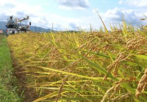 新潟県内の新米収穫風景=2024年8月