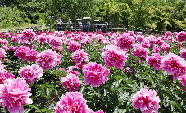 色鮮やかなシャクヤクが咲きそろった東公園＝１９日、五泉市赤海