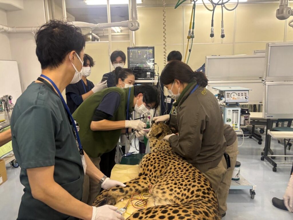 写真と動画で学ぶ小動物の外科テクニック52 獣医学 獣医 写真と動画で学ぶ 小動物の外科テクニック 52