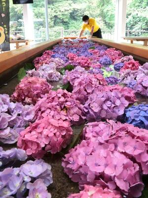 砂金採り用の水槽に浮かぶアジサイの花手水=7月11日、佐渡市西三川