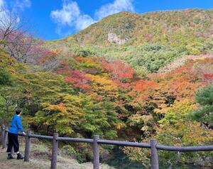 見頃を迎えている紅葉山公園の紅葉=11月6日、佐渡市浜河内