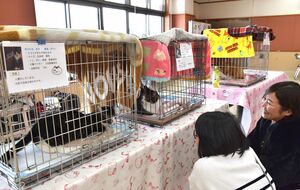 中越動物愛護協会が開いた保護猫の譲渡会。2024年11月から毎月開いている=長岡市関原町1の県動物愛護センター