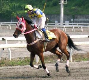 ハルウララ=2004年5月、高知競馬場
