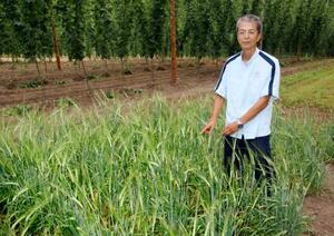 サッポロビールが開発した新品種の大麦が植えられた畑=7月、北海道上富良野町