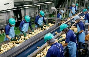 芋焼酎の仕込みが始まった霧島酒造の工場で、サツマイモを選別する従業員=6日、宮崎県都城市