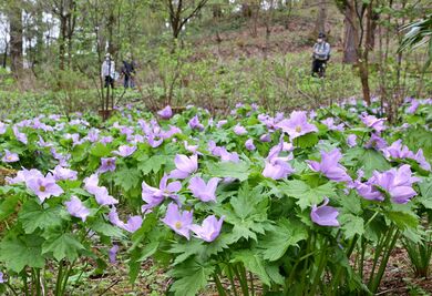シラネアオイ 紫の装い 長岡 雪国植物園で見頃 新潟日報デジタルプラス