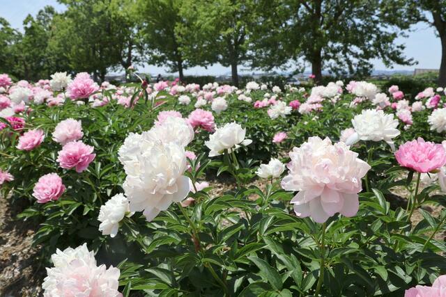 色鮮やかなシャクヤクが咲きそろった東公園＝１９日、五泉市赤海