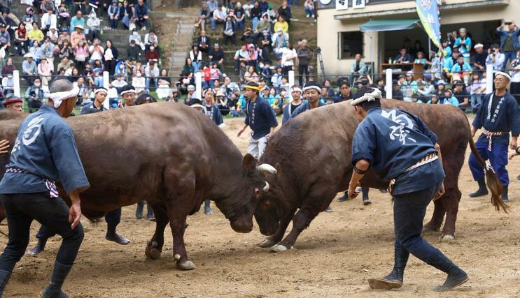 熱戦が繰り広げられた「牛の角突き」初場所＝３日、小千谷市小栗山