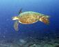 　サンゴ礁の海を泳ぐアオウミガメ＝１９９９年、小笠原諸島近海