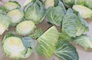「初恋」のように甘～い♡三条市特産の春キャベツ、味も品質も◎　出荷シーズン迎え「目合わせ会」