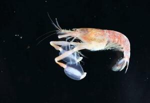 ワカサムラサキエビの雄(京都大の辺見由美助教提供)