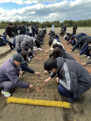 開志国際高校の生徒が参加した球根の植え付け作業=胎内市築地(市提供)