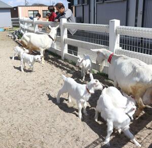 三つ子のヤギの赤ちゃんが2組生まれにぎやかになった、いくとぴあ食花にある動物ふれあいセンターの広場=新潟市中央区清五郎