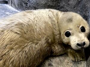 上越市立水族博物館うみがたりで誕生したゴマフアザラシの赤ちゃん=27日(同館提供)