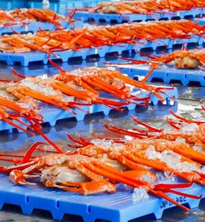 初競りのため、新湊漁協の卸売市場に並べられたベニズワイガニ=11日午前、富山県射水市