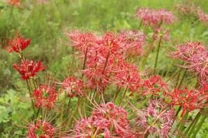 福島県双葉町細谷地区から同県川俣町山木屋地区へ移植されたヒガンバナ=2024年10月