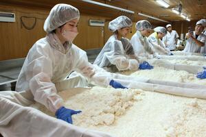 麹をほぐす作業を体験する「麒麟山米づくり大学」の受講生=阿賀町津川