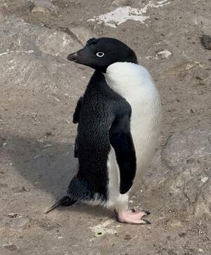 背中にビデオカメラなどを装着したアデリーペンギン=2025年1月、南極・デュモン・デュルビル基地周辺(国立極地研究所提供)