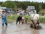 馬と一緒に田んぼを耕す子どもたち=上越市滝寺