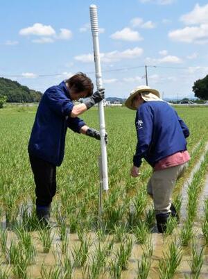田んぼに水位計を設置するJAXA職員ら=6月、宮城県登米市