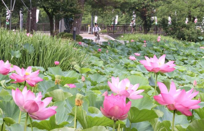 高田城址公園の外堀に咲くハス=18日、上越市