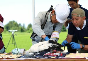コウノトリのひなに足輪を取り付ける作業員ら=12日、上越市