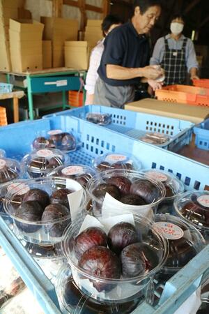 出荷作業が本格化している高級イチジク「ビオレソリエス」=9月10日、佐渡市小木町