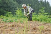 袋いっぱいにワラビ詰め込んで♪阿賀町のわらび園で採り放題盛況、数十キロ収穫する人も