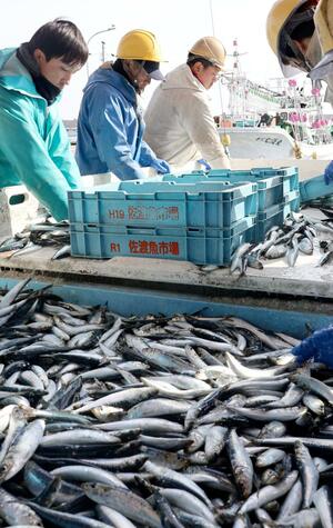 大量に水揚げされたイワシ＝１８日、佐渡市春日