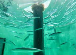 　Ｕｍｉｏｓ（ウミオス、旧マルハニチロ）が試験飼育中のサンマ＝２０２５年７月、鹿児島県南さつま市（同社提供）