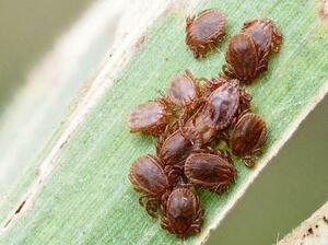SFTSウイルスを媒介するフタトゲチマダニ(JIHS国立感染症研究所提供)