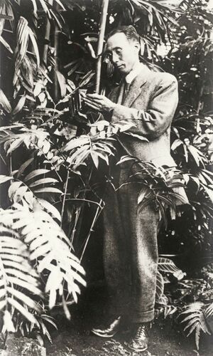 植物を観察する早田文蔵(撮影年月日、撮影場所不明)