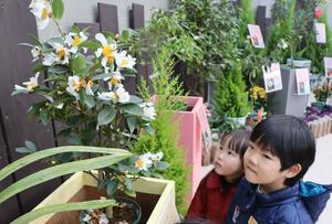 国内外の珍しい品種のツバキが並ぶコレクション展＝１２日、新潟市秋葉区金津