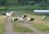 親鳥と餌をついばむコウノトリのひな=19日、上越市柿崎区