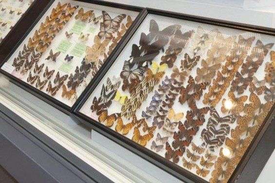 チョウの標本や信濃川流域の岩石…初公開の収蔵資料など展示 長岡市の