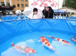 錦鯉ファンらが駆け付けた長岡市錦鯉品評会=長岡市山古志竹沢