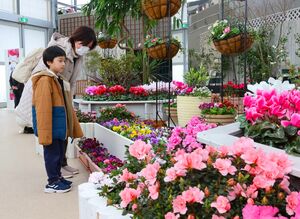 色鮮やかなビオラやアザレアなどが並ぶ新春の展示=1月5日、新潟市秋葉区金津