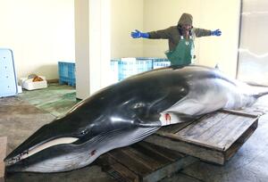 水揚げされた体長約5メートル、重さ1トン超のクジラ=2月15日、佐渡市春日