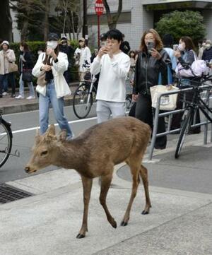 24日、大阪市都島区に現れたシカについて歩く住民ら
