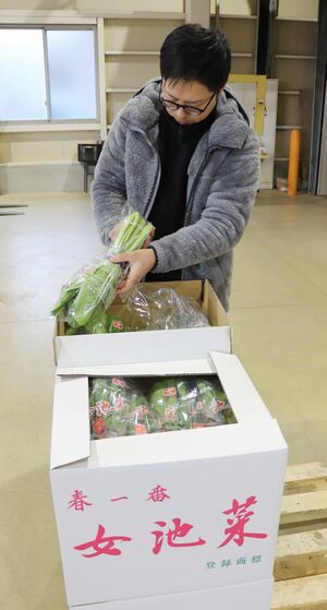 女池菜の生育状況を確認する生産者ら=1月24日、新潟市江南区嘉木