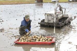 つややかな白さが特徴の「五泉美人」の収穫作業=五泉市木越
