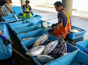 高知県土佐市の宇佐漁港で水揚げされたカツオ=27日