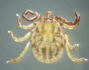 SFTSウイルスを媒介するマダニの一種「フタトゲチマダニ」(岡林環樹宮崎大教授提供)
